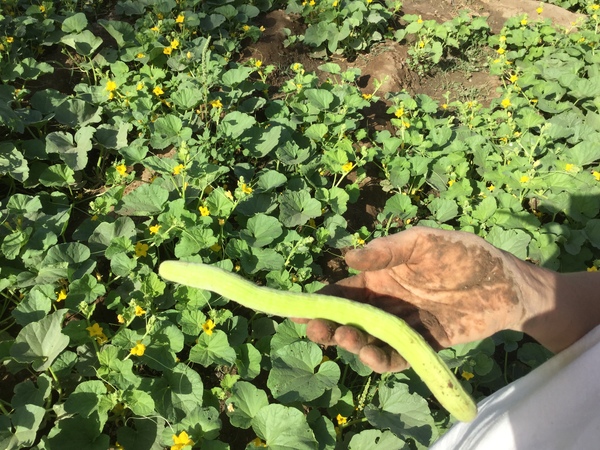 delicious and cooling 600